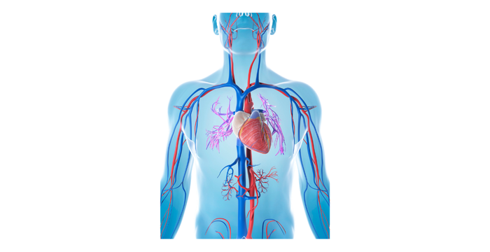 Cardiovascular Devices